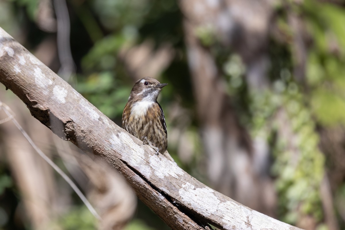 Japanese Pygmy Woodpecker - ML536846691