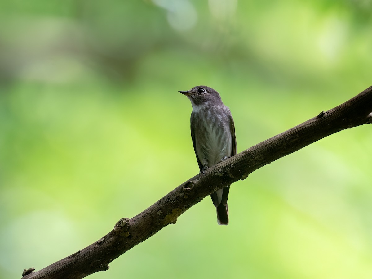 Dark-sided Flycatcher - Chien N Lee