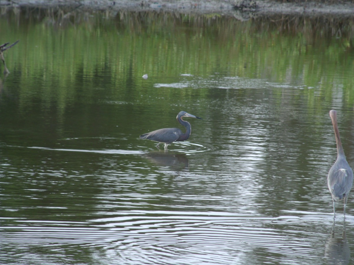 Tricolored Heron - ML53684771