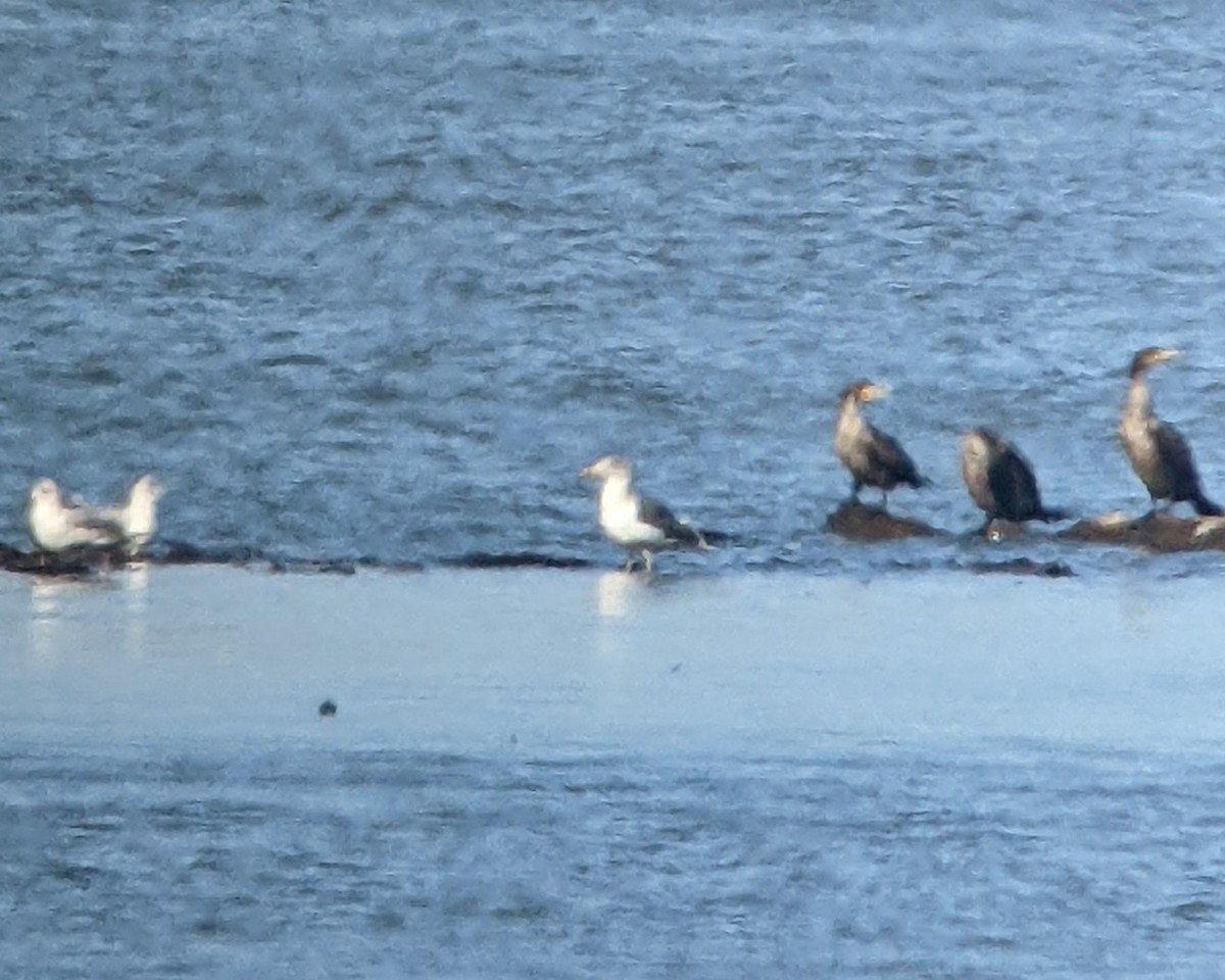 Lesser Black-backed Gull - ML536847901