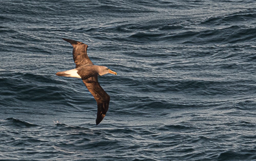 Salvin Albatrosu - ML536848171