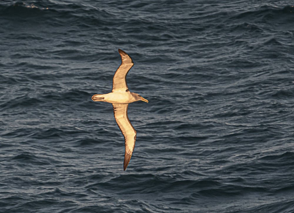 albatros snarský - ML536848181