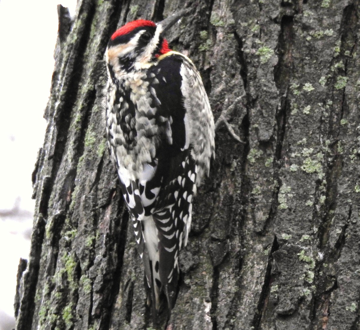 Yellow-bellied Sapsucker - Bonnie Kinder