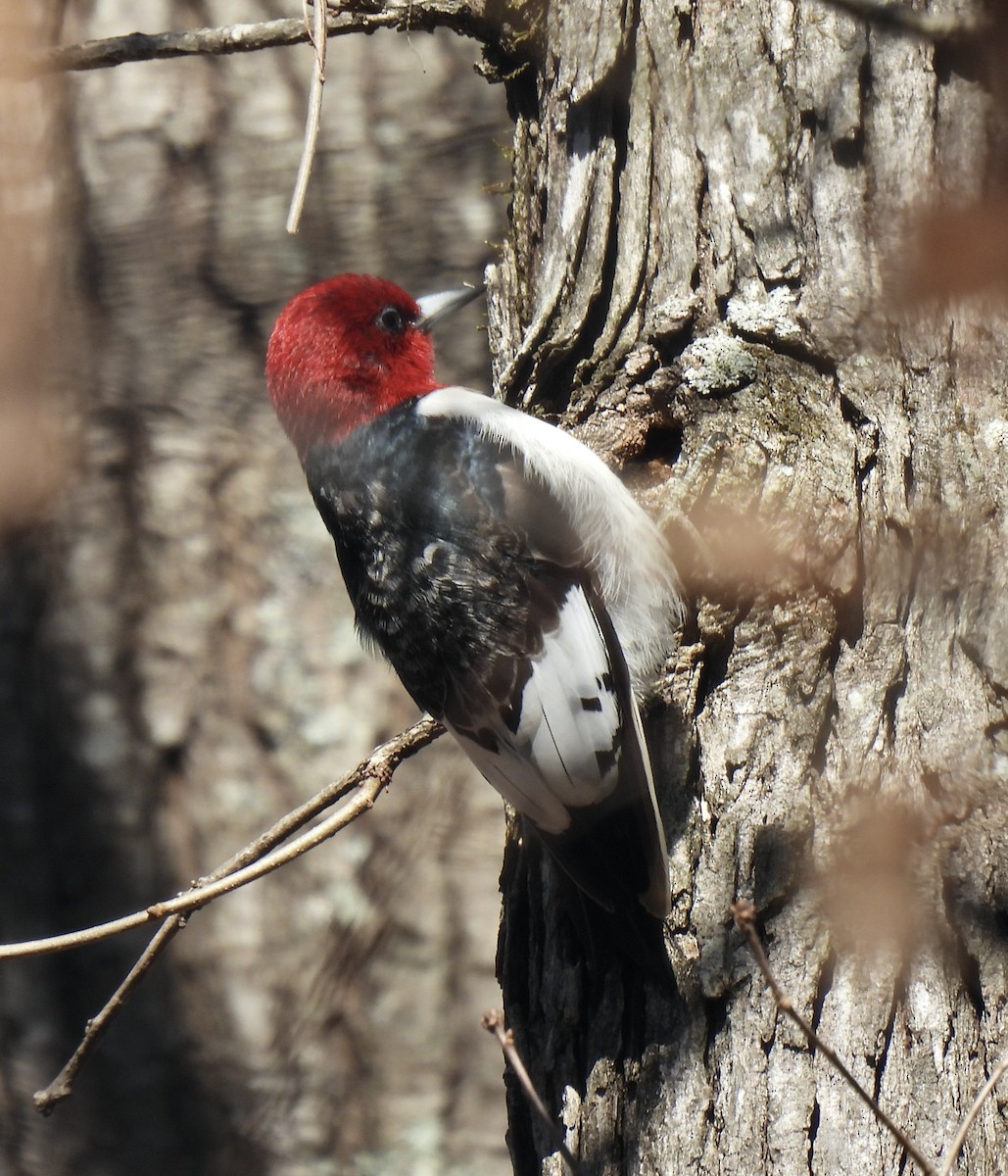 Red-headed Woodpecker - ML536849701