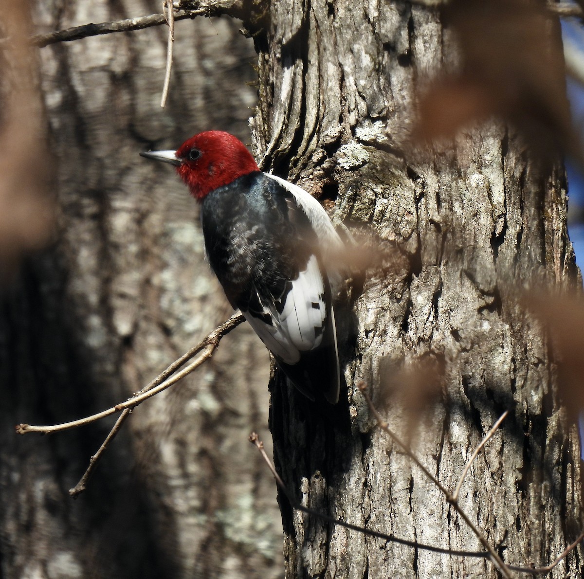Red-headed Woodpecker - ML536849711