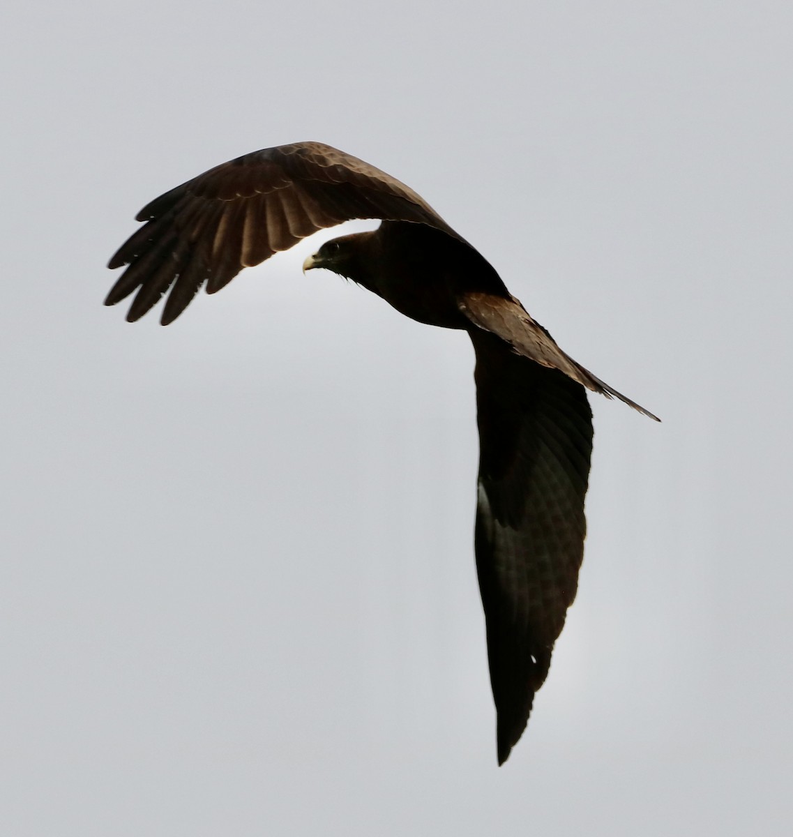 Black Kite - ML536851181