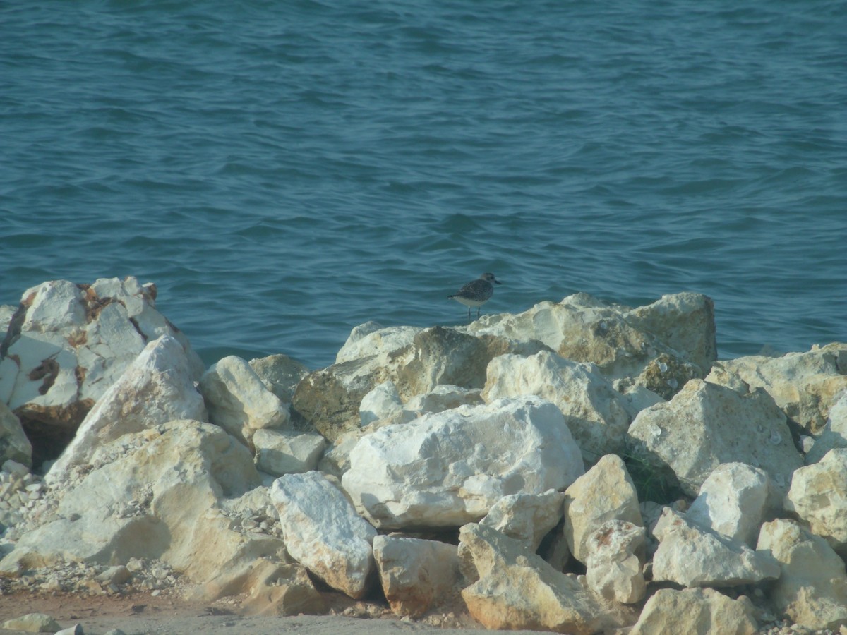 Black-bellied Plover - ML53685271