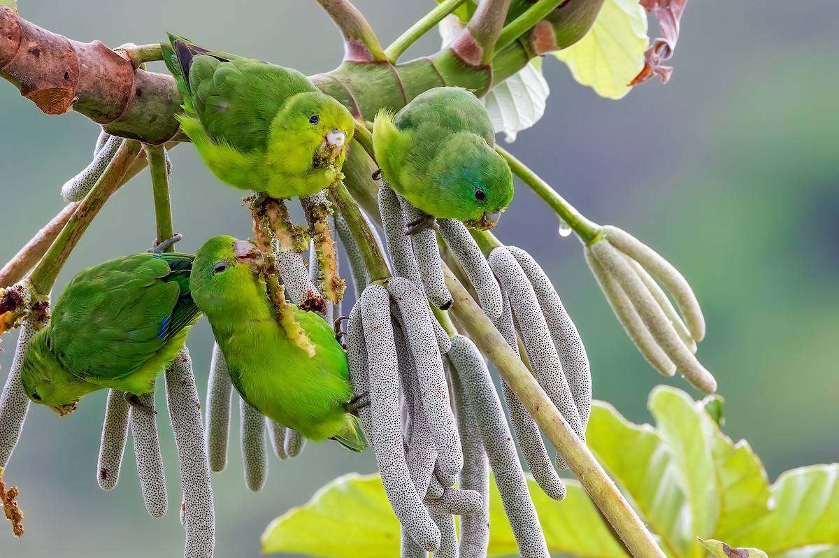 Cobalt-rumped Parrotlet - Fernando Farias