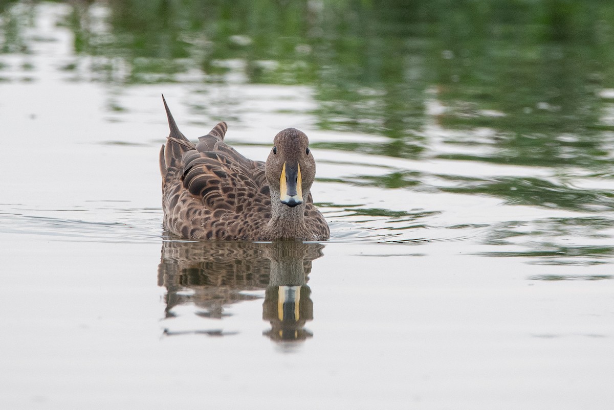 Yellow-billed Pintail - ML536854001