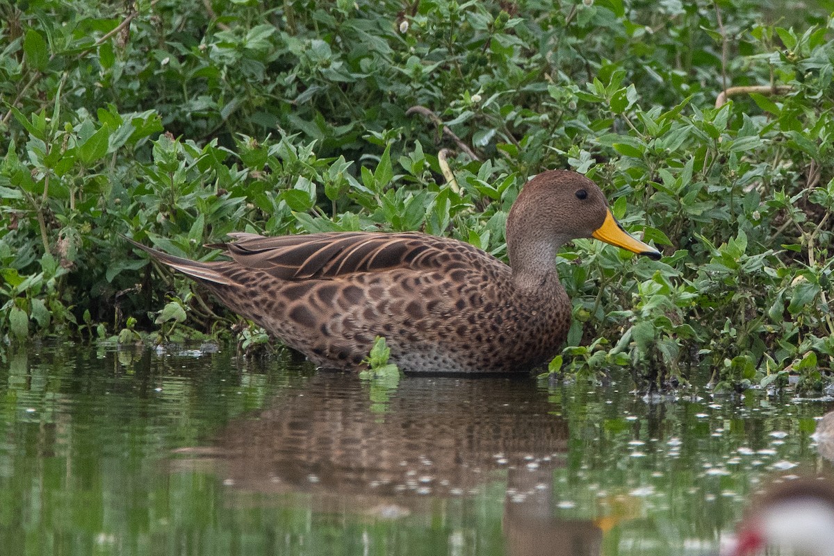 Yellow-billed Pintail - ML536854011