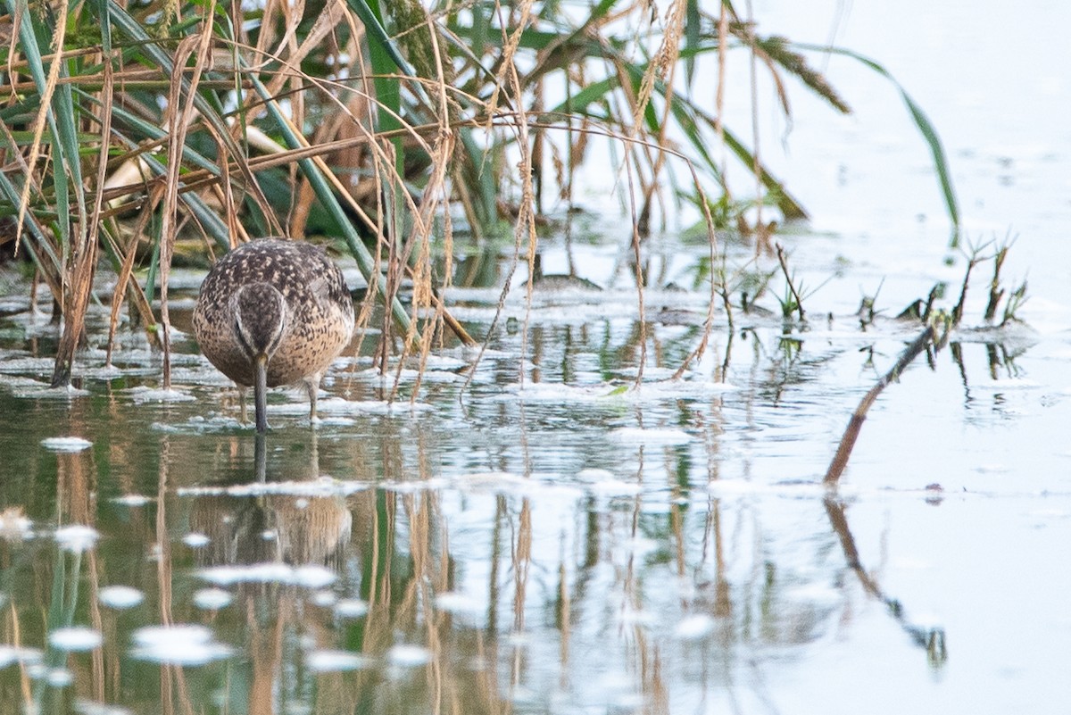 Short-billed Dowitcher - ML536854391