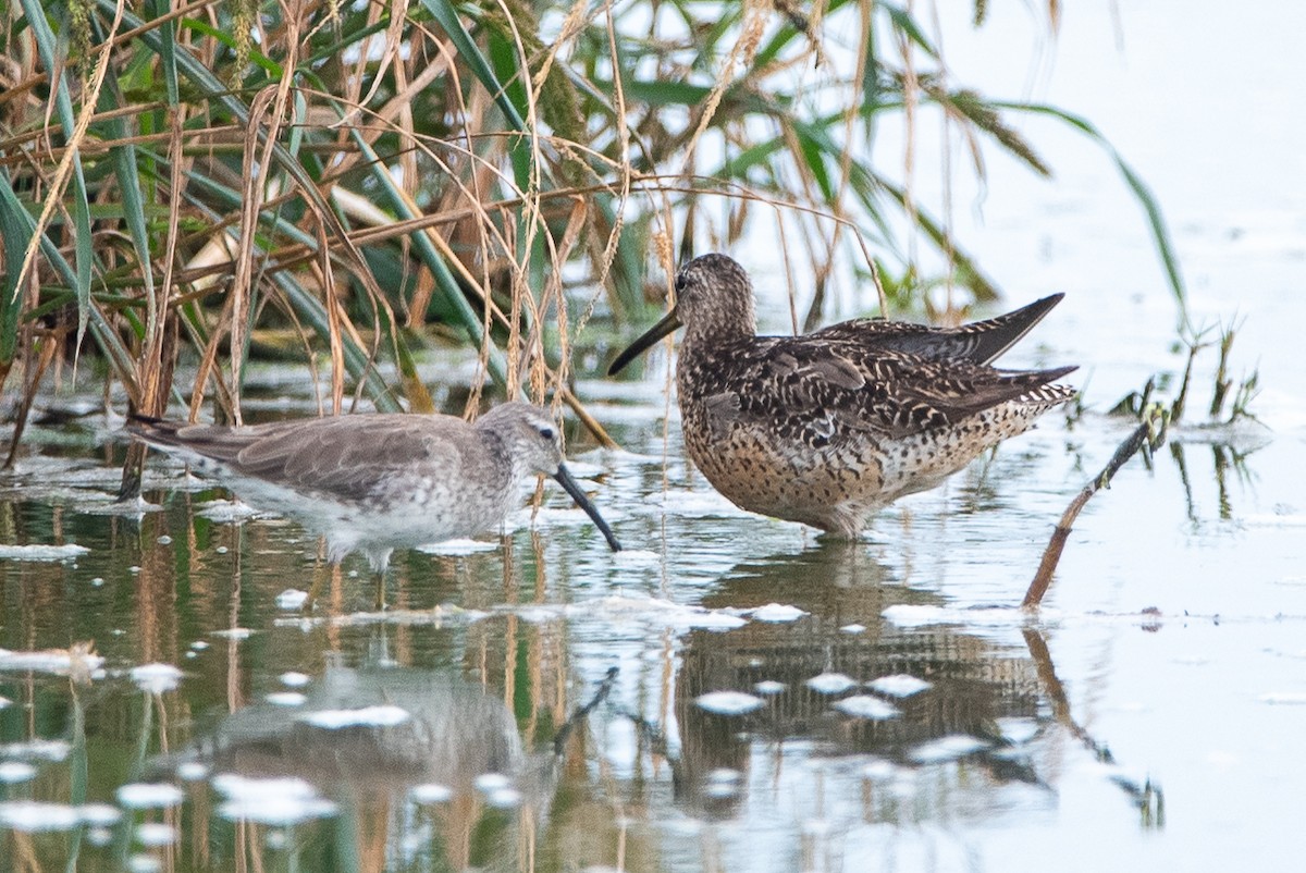 Short-billed Dowitcher - ML536854421