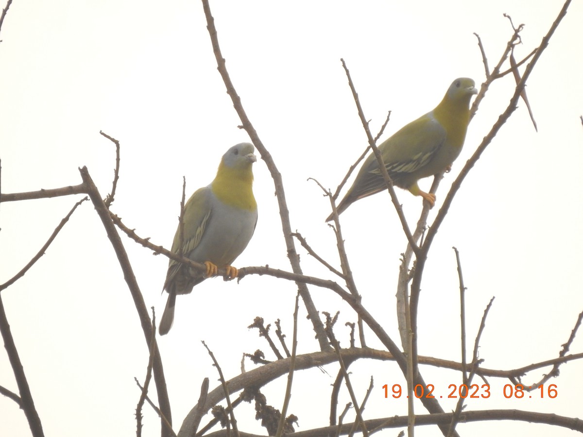 Yellow-footed Green-Pigeon - ML536855971