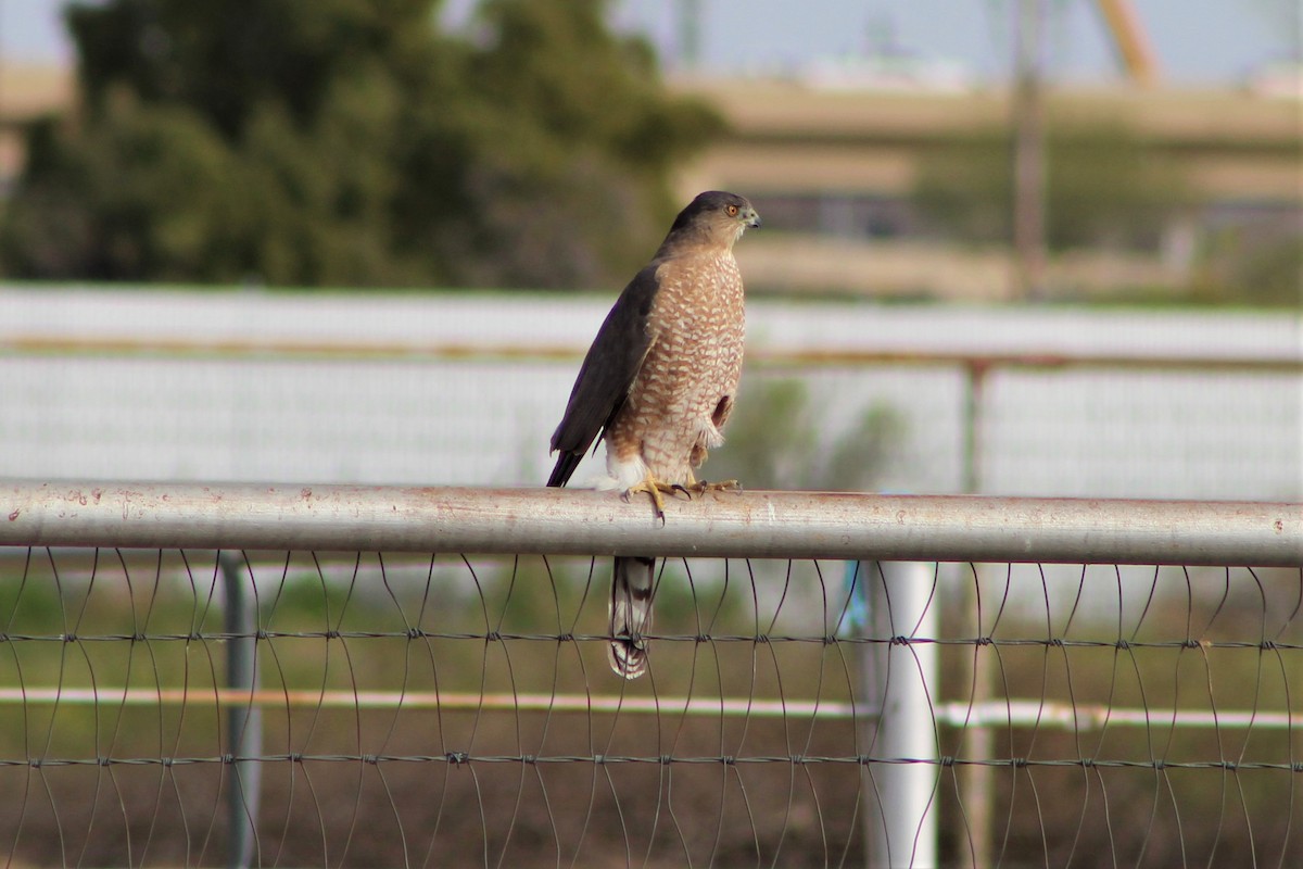 Cooper's Hawk - ML536859891