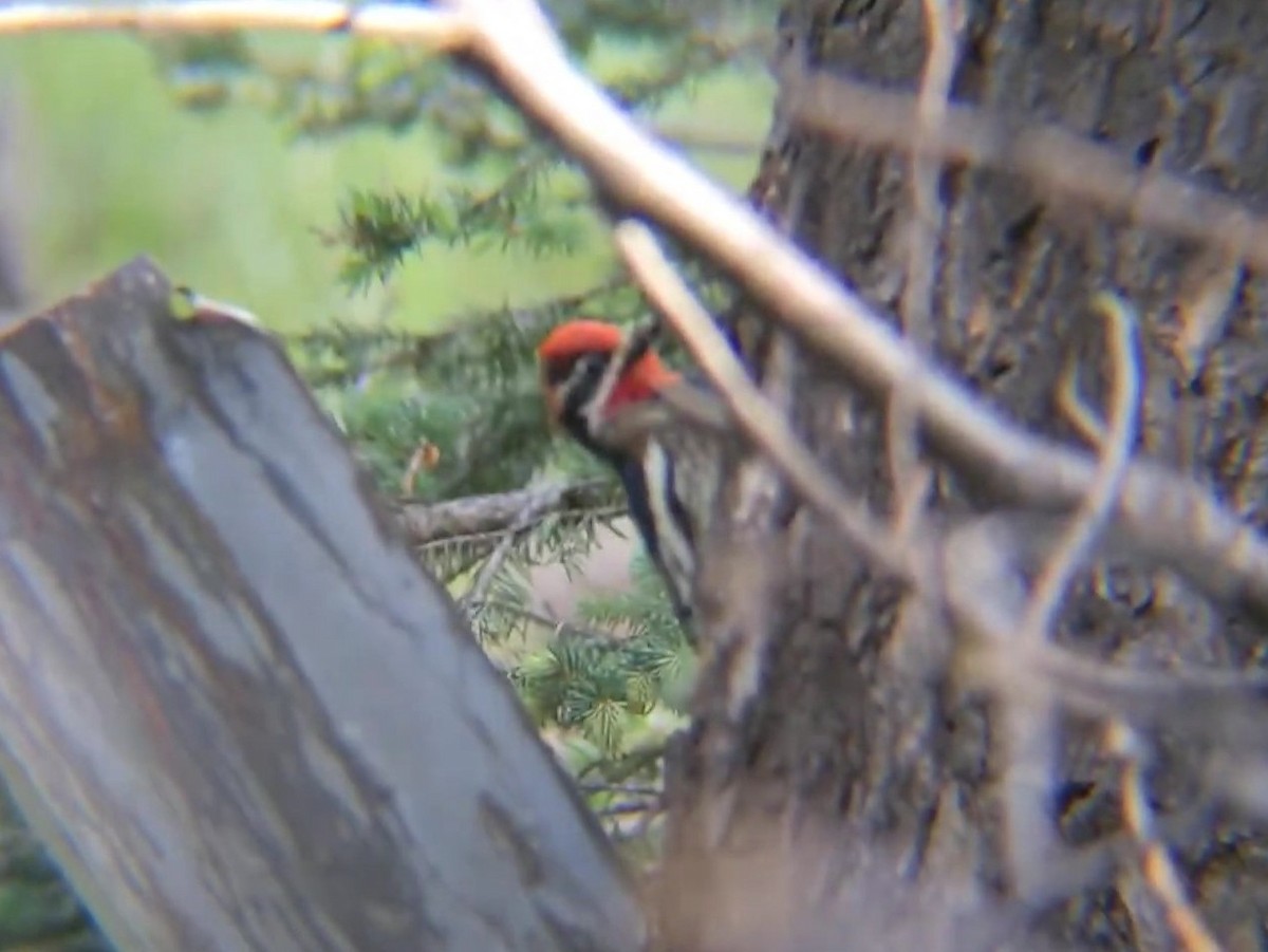 Red-naped Sapsucker - ML536860221