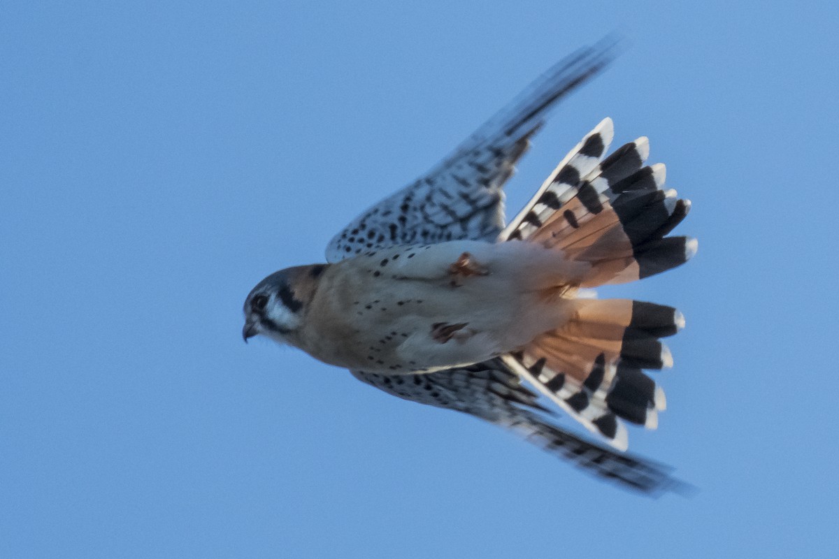 American Kestrel - ML53686041