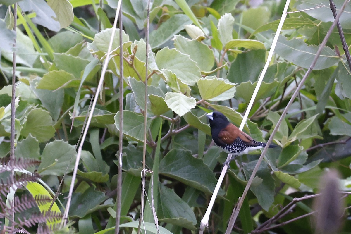 Black-and-white Mannikin (Red-backed) - ML536860881