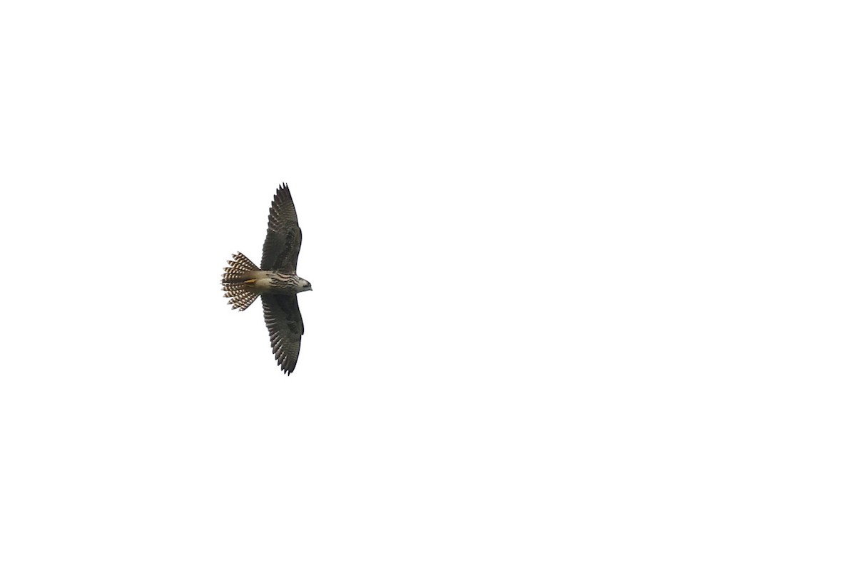 Lanner Falcon - ML536861081