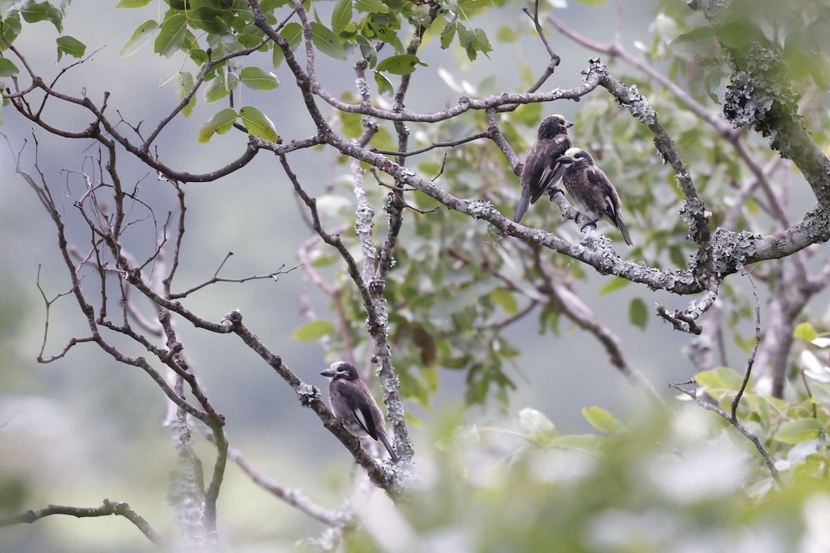 Whyte's Barbet - ML536861101