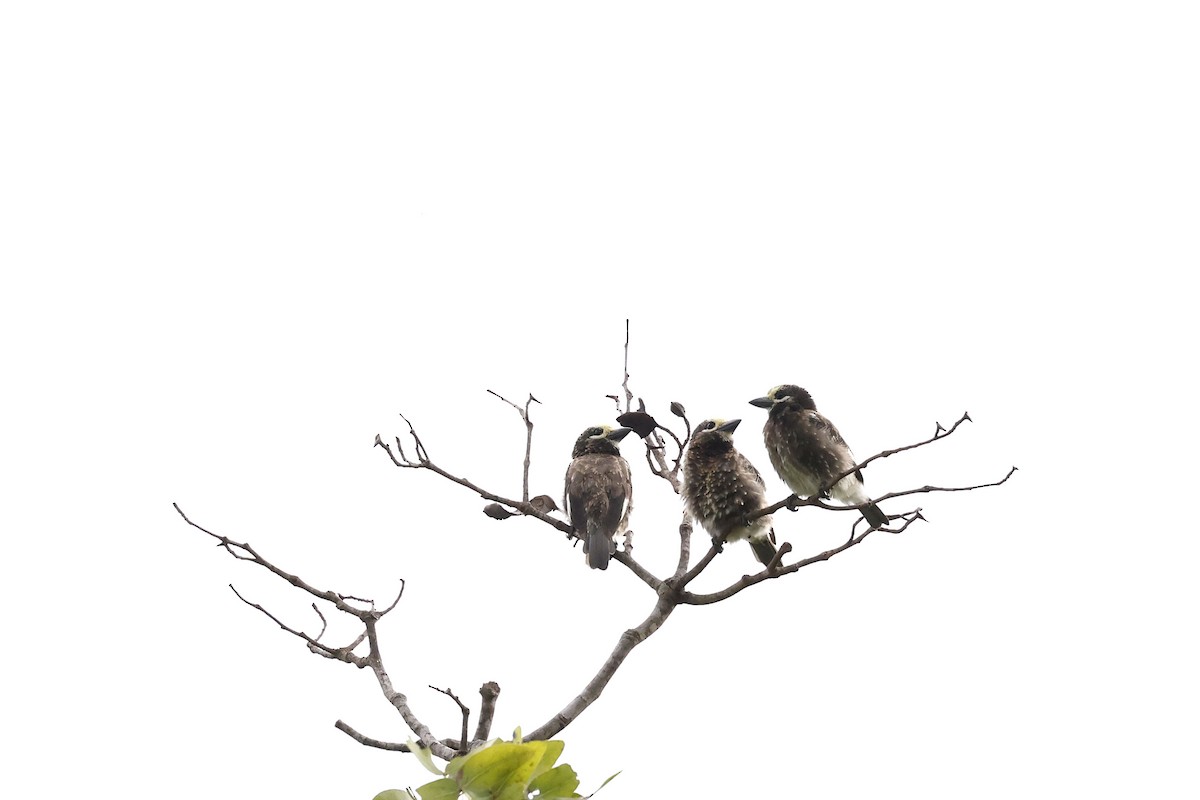 Whyte's Barbet - ML536861111