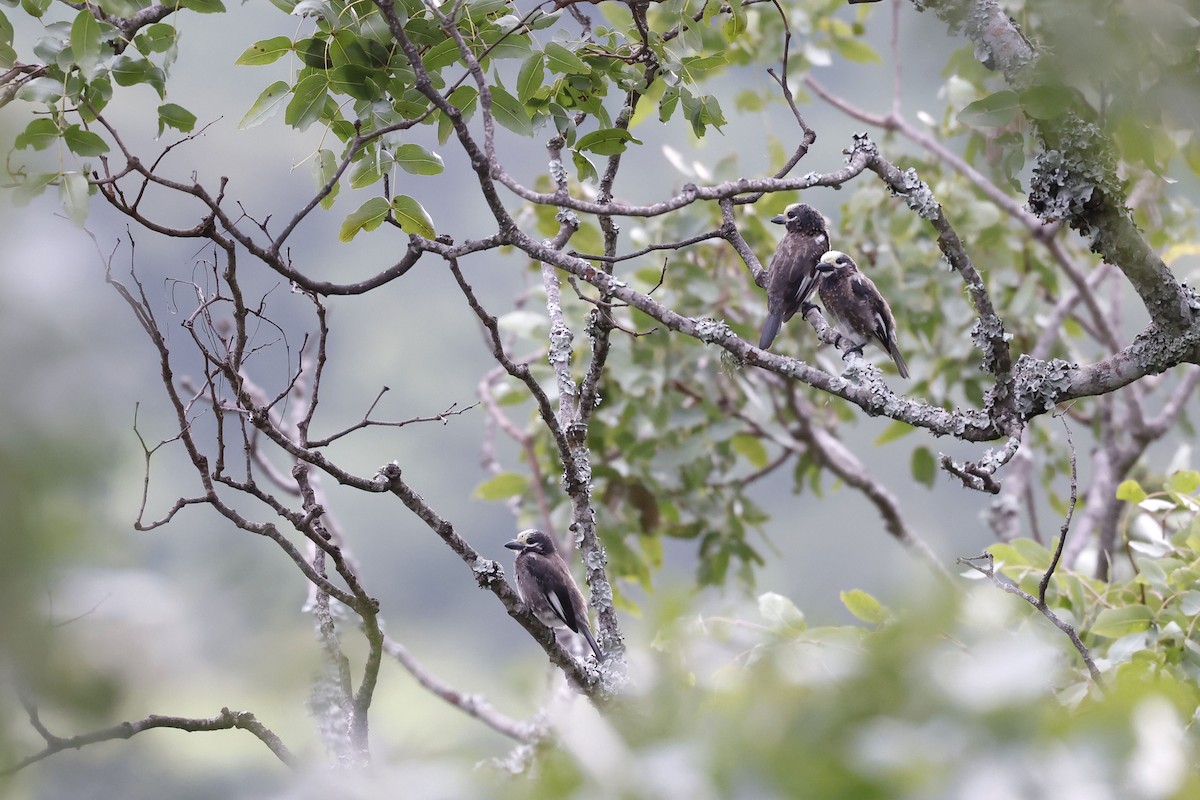 Whyte's Barbet - ML536861121