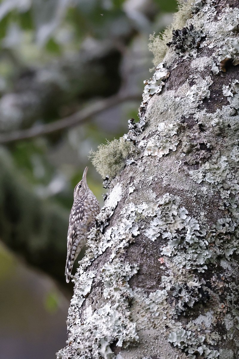 African Spotted Creeper - ML536861321