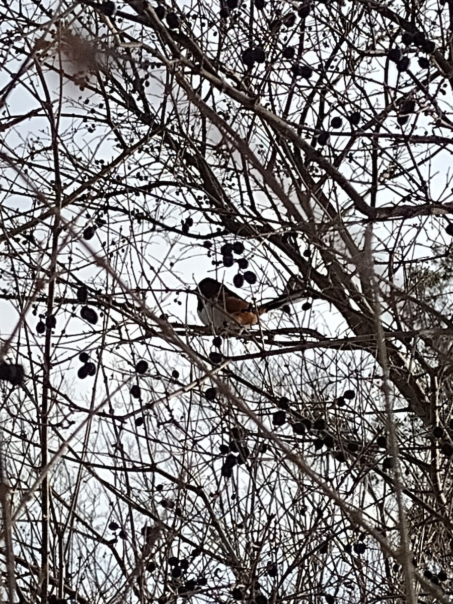 Eastern Towhee - ML536861591