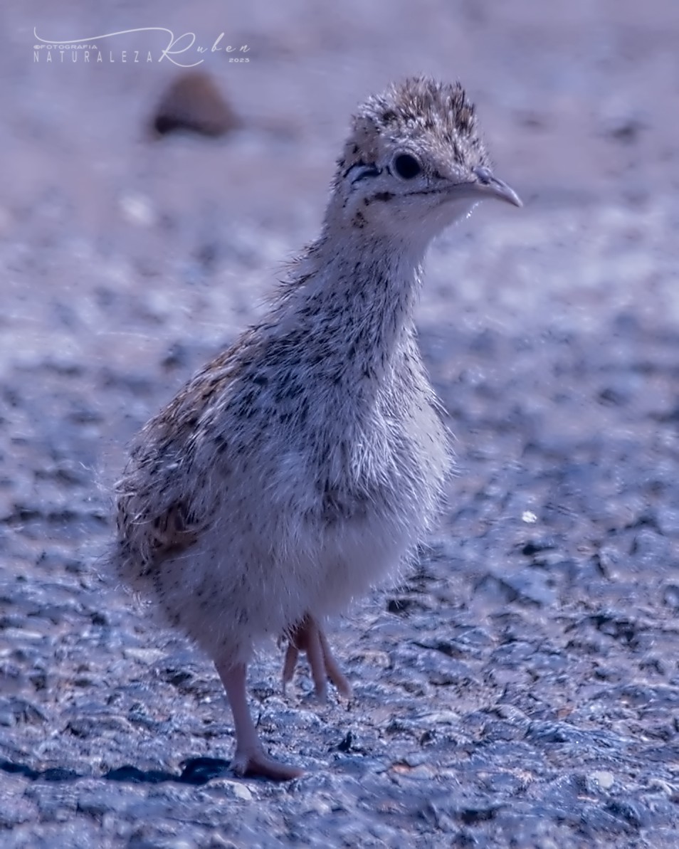 Chilean Tinamou - ML536867211