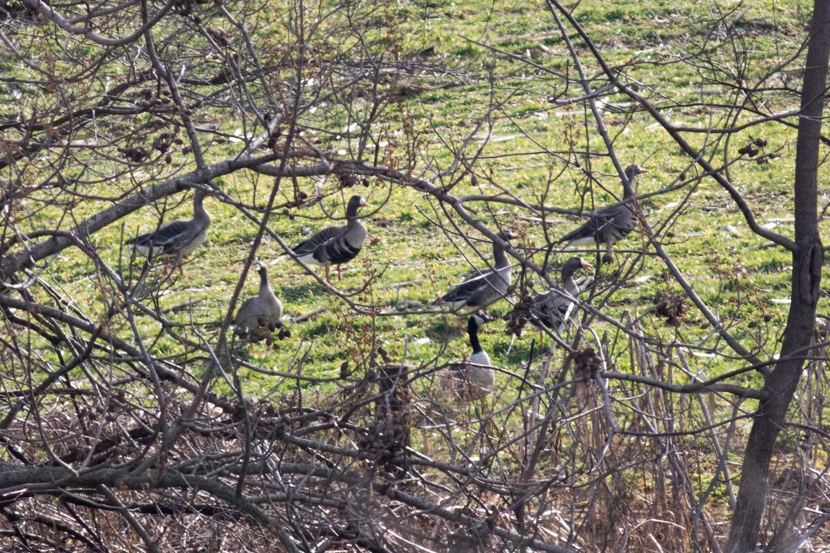 Greater White-fronted Goose - ML536867461