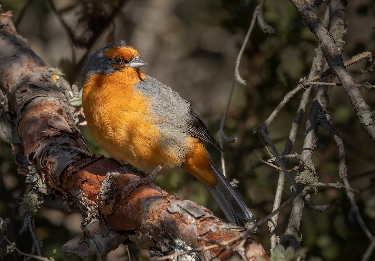 Cochabamba Mountain Finch - ML536867521