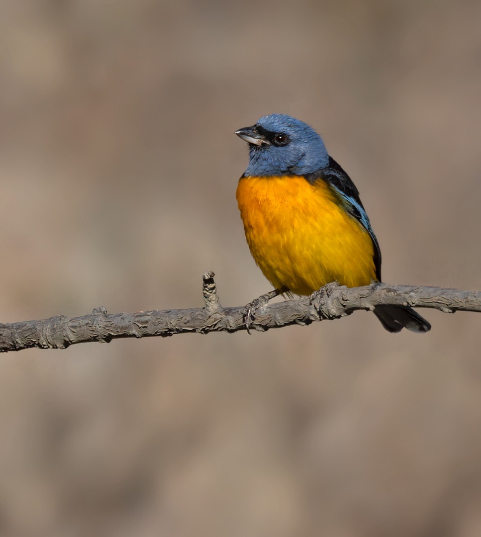 Blue-and-yellow Tanager - ML536867841