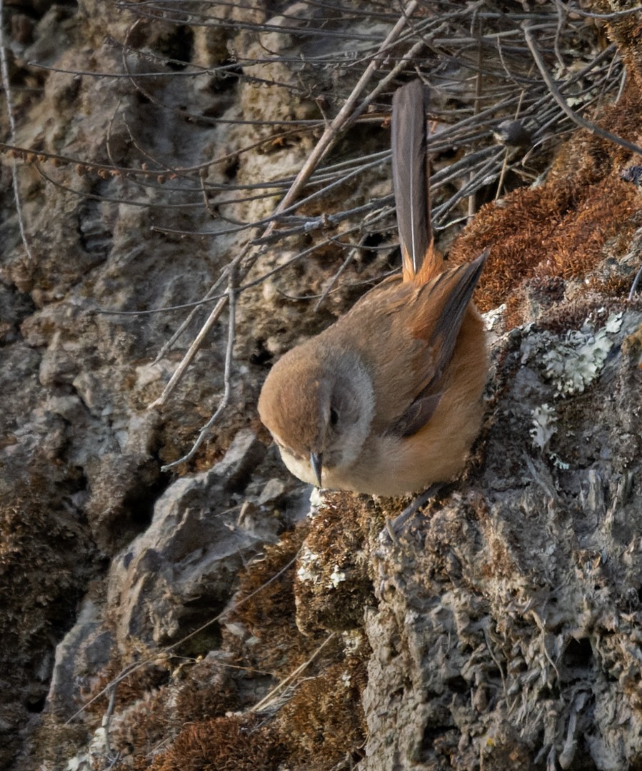 Creamy-breasted Canastero (Rusty-vented) - ML536868001