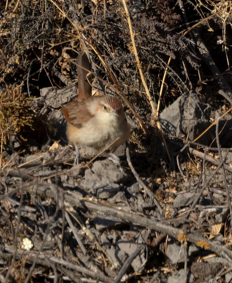 Streak-fronted Thornbird - ML536868011