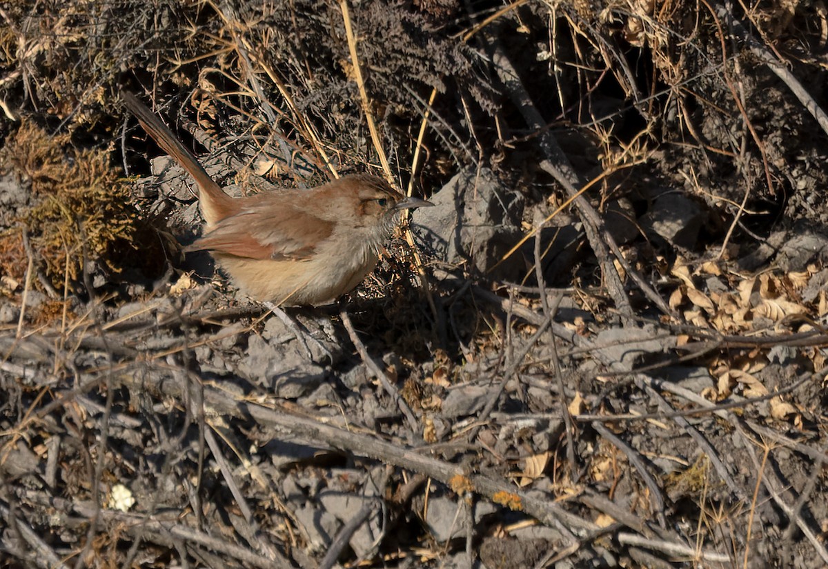 Streak-fronted Thornbird - ML536868021