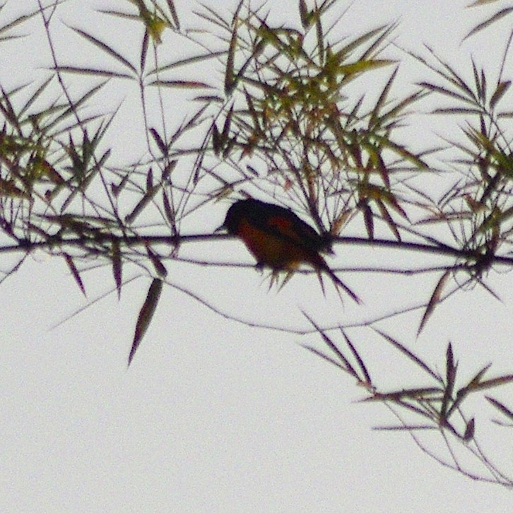 Orange Minivet - Yogesh  Badri