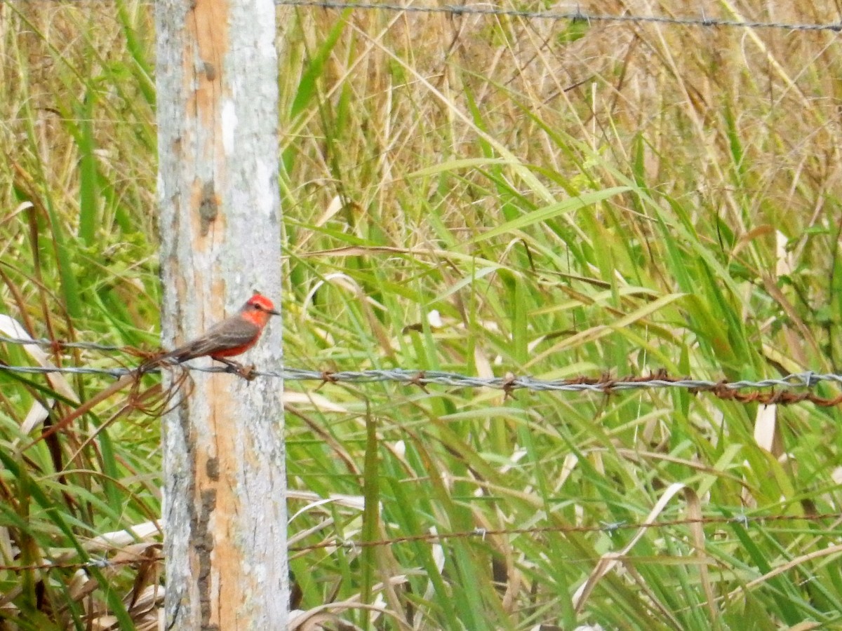 Vermilion Flycatcher - ML536868911