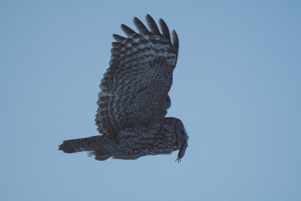 Great Gray Owl - ML53686951