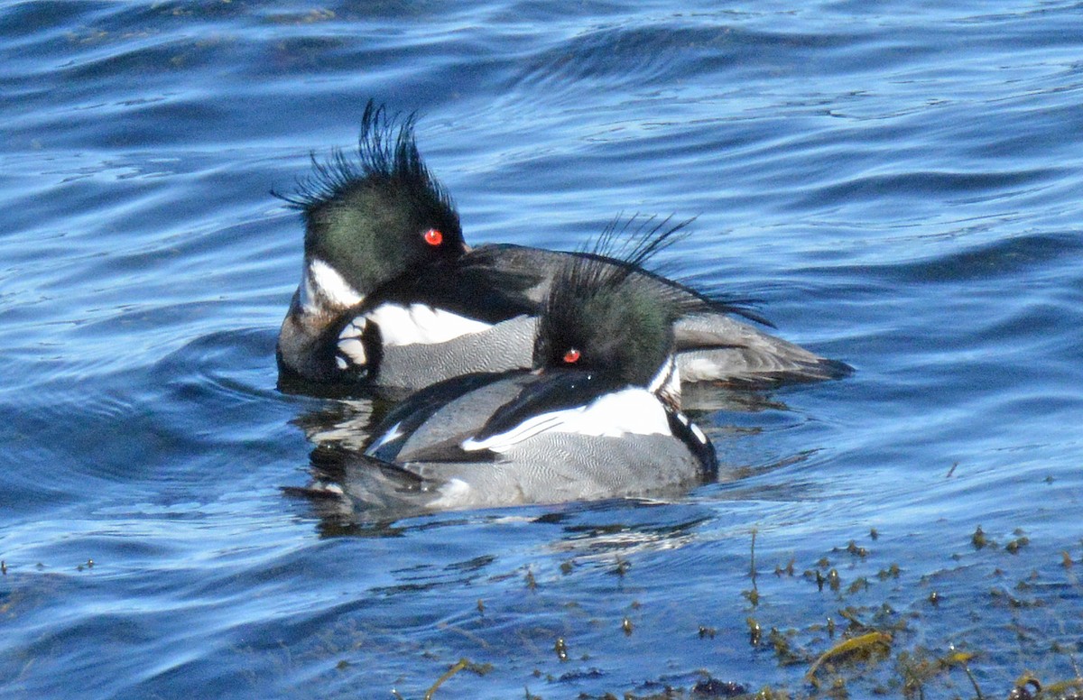 Red-breasted Merganser - Michael J Good