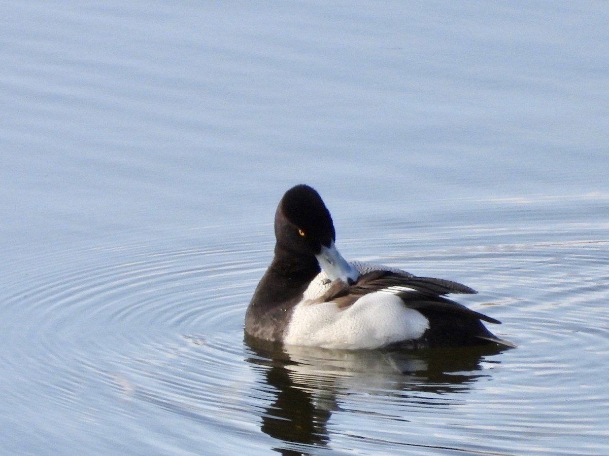 Lesser Scaup - Miguel Hernández Santana