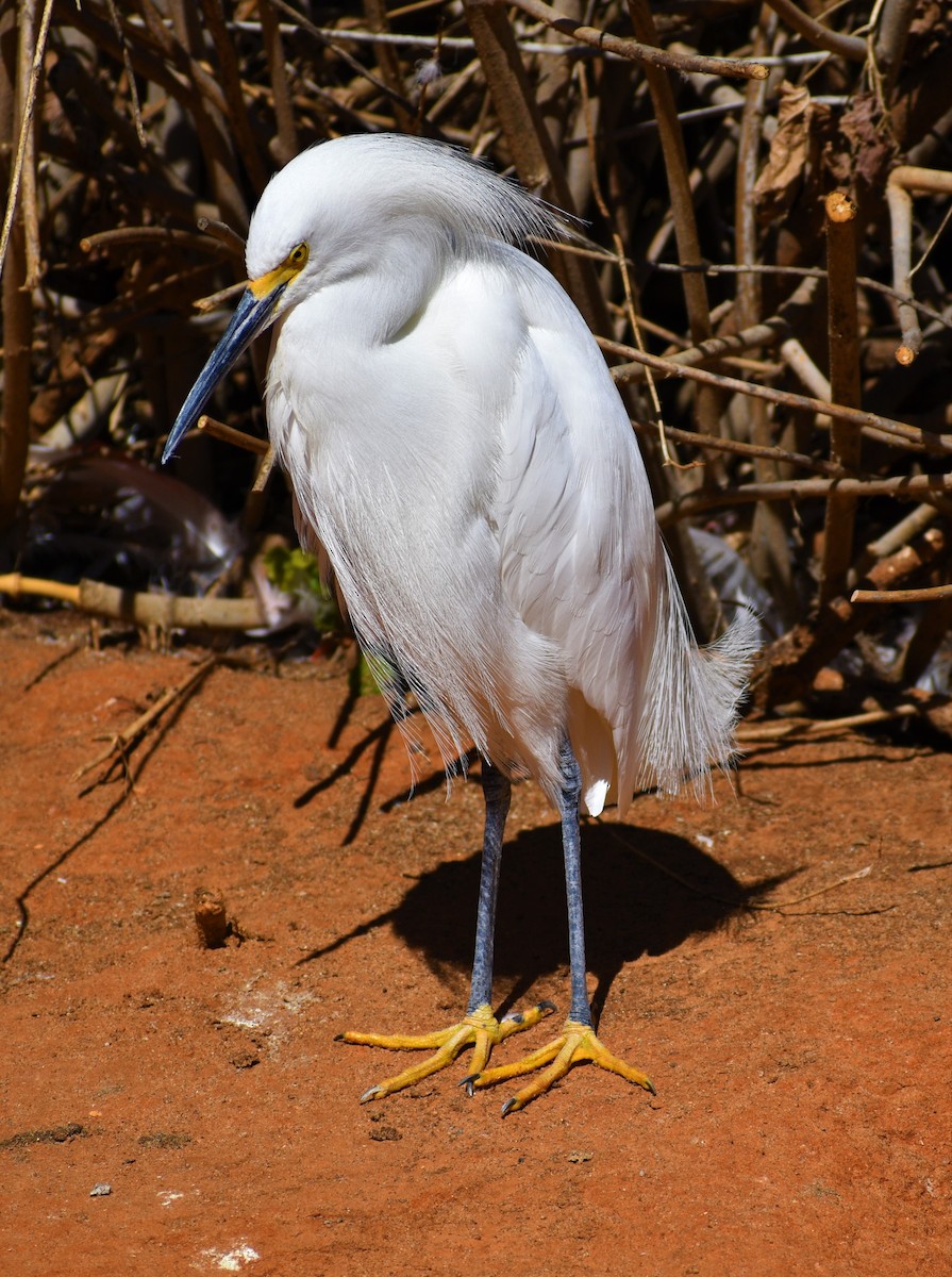 Snowy Egret - Anonymous