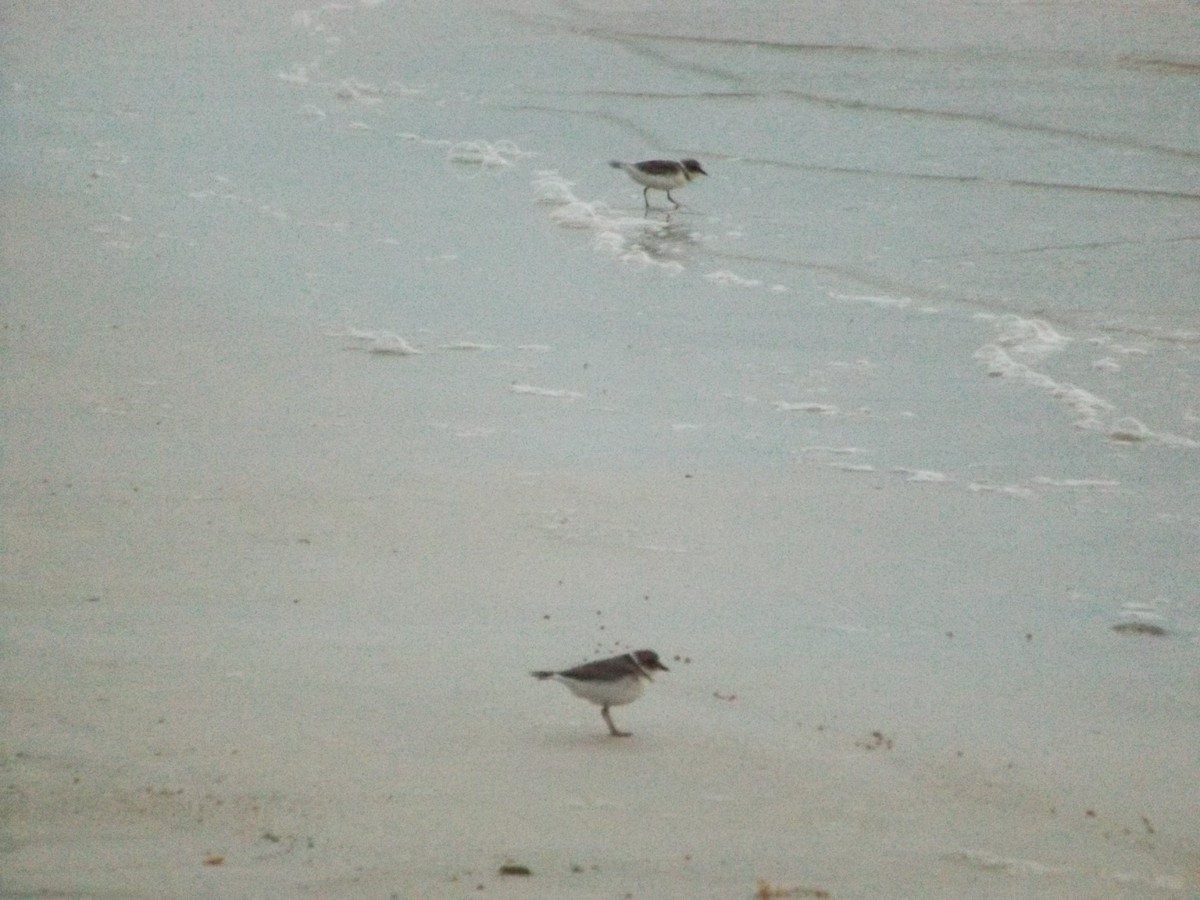 Semipalmated Plover - ML536872811