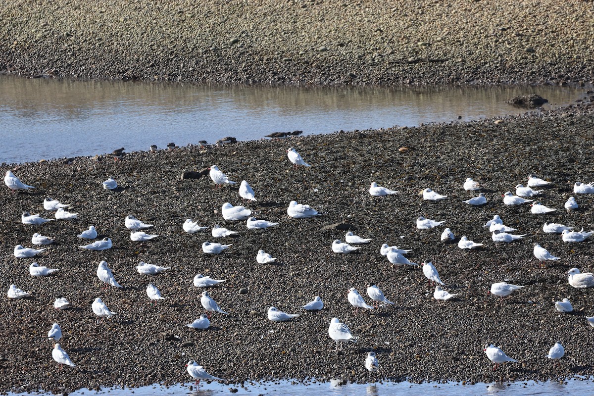 Mediterranean Gull - ML536873041