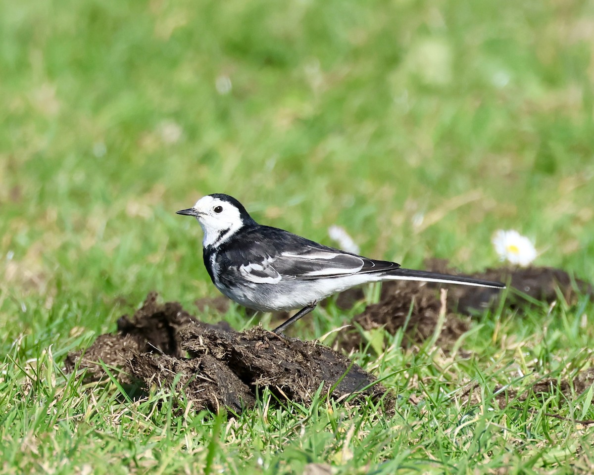 White Wagtail - ML536873171