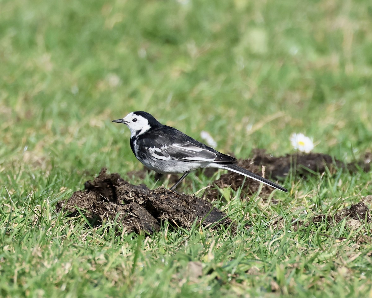 White Wagtail - ML536873181