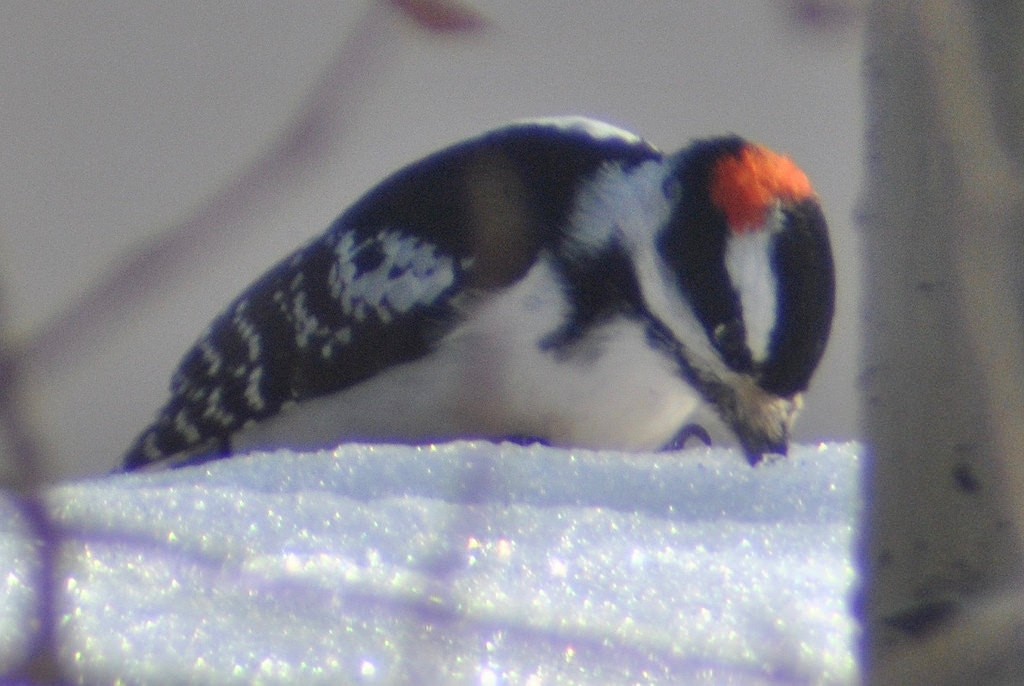 Hairy Woodpecker - Sean Cozart