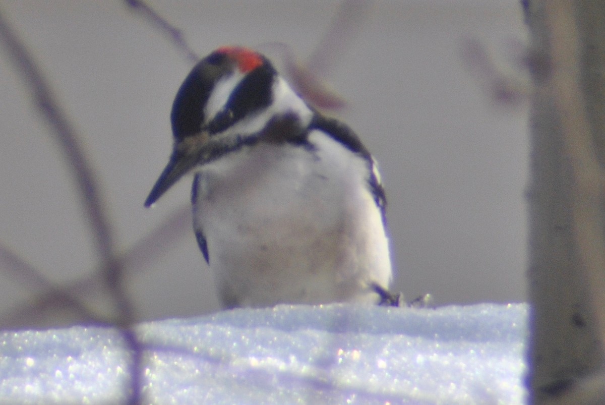 Hairy Woodpecker - Sean Cozart