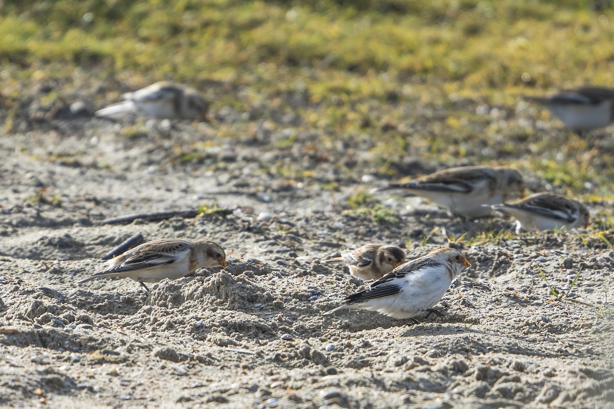Цасч хөмрөг - ML536874761