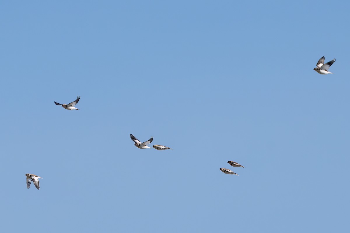 Цасч хөмрөг - ML536875131