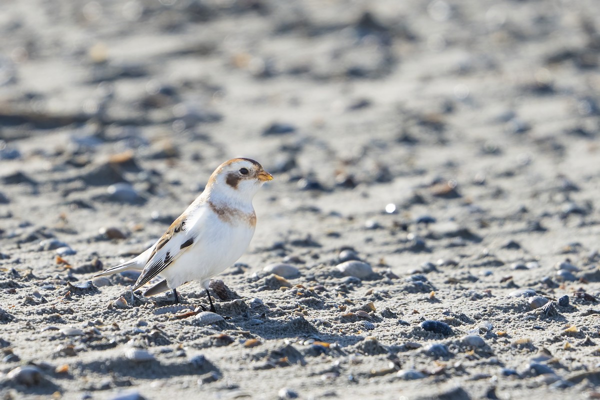 Цасч хөмрөг - ML536875141