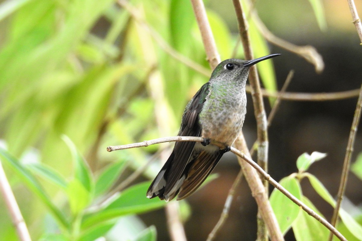 Scaly-breasted Hummingbird - Pablo Bedrossian